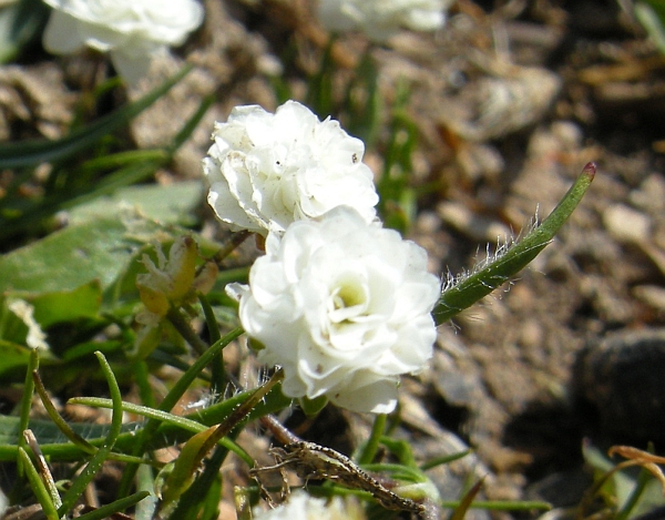 minuscole rosette bianche